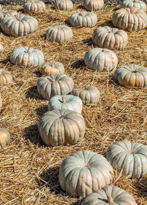 Jarrahdale Pumpkin Recipes, Jarrahdale Pumpkin, Pumpkin Cottage, Grey Pumpkin, Planting Tips, Blue Pumpkin, Pumpkin Carving Templates, Blue Pumpkins, Pumpkin Pie Recipes