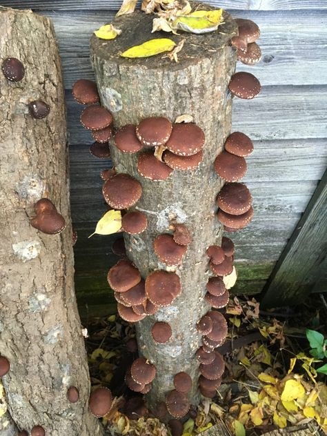 Mushroom Log Care – Forest Floor Mushrooms Vertical Mushroom Farm, Mushroom Log Garden, Mushroom Beds, Mushroom Business, Mushroom Logs, Forest Goblin, Permaculture Farm, Mushroom Farm, Sustainable Homestead