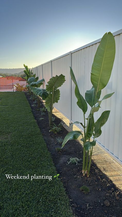 Tropical Side Garden, Australian Backyard Ideas, Coastal Landscaping Ideas, Coastal Backyard, Tropical Backyard Landscaping, Fence Screen, Narrow Garden, Play Area Backyard, Garden Nook