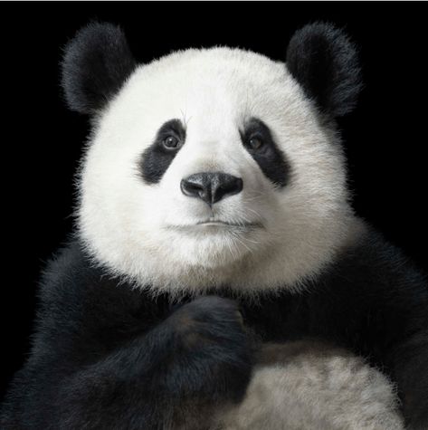 21 Portraits Of Animals That Prove They Can Express Wide Range Of Emotions - I Can Has Cheezburger? Gorilla Gorilla, Mandrill, Panda Love, Wild Creatures, Endangered Animals, Giant Panda, Animal Species, Animal Faces, Animal Tattoos