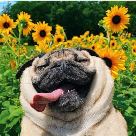 We hope you're day is as happy as this pug in sunflower field 🐶🌻🤩 #happysaturday (📸 : @itsdougthepug) Cute Pugs Wallpapers, Treats For Puppies, Healthy Dog Snacks, Funny Pet Memes, Dogs And Flowers, Portraits Watercolor, Custom Dog Pillow, Portraits Pop Art, Doug The Pug