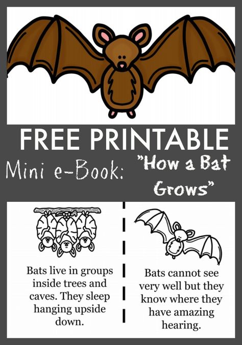 this FREE printables e-book & coloring sheets for kids "How a Bat Grows" is perfect for cave exploring, back to school lessons, and paired with Stellaluna crafts! Bat Pictures For Kids, Bats Toddler Activities, Bat Life Cycle Free, Bat Facts For Kids, Stellaluna Crafts, Facts About Bats, Bat Lessons, Bat Activities, Science Halloween