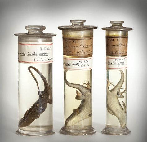 Three specimens from the Natural History Museum’s wet specimen collection © Trustees of the NHM, London. From Taxidermy, skeletons and stuff in jars - Britain's best places to see natural history collections by Museum Crush Wet Specimen Taxidermy, Specimen Collection, Wet Specimen, Taxidermy Art, Vulture Culture, Cabinet Of Curiosities, Natural History Museum, Arte Inspo, History Museum