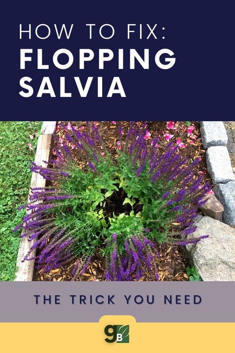 Gardening In An Apartment, Salvia Garden, Landscaping With Flowers, Butterfly Flower Garden, Vineyard Garden, Bed Plants, Home Flower Garden, Salvia Plants, Gardening Diy Projects