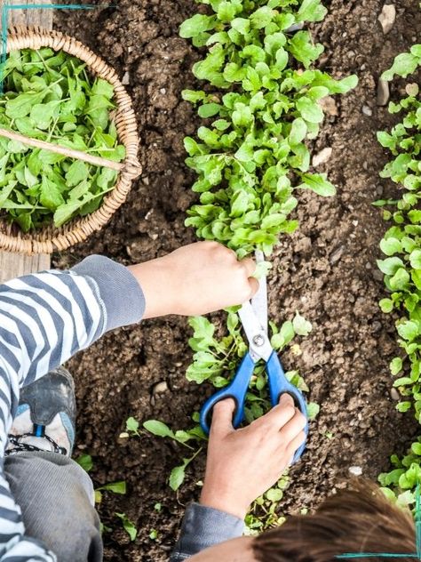 Harvesting Arugula, Arugula Plant, Arugula Growing, Growing Arugula, Fall Vegetables To Plant, Summer Crops, Fast Growing Vegetables, Vegetables To Plant, Delicious Veggies