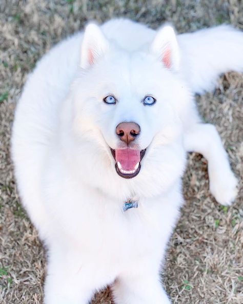 White Wolf With Blue Eyes, White Siberian Husky Puppy, White Husky Puppy, Baby Husky, Pic Editing, White Siberian Husky, Husky Puppies For Sale, Baby Huskies, Husky Breeds