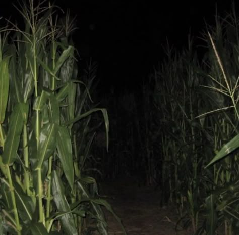 Maze Garden, Paranormal Aesthetic, Slasher Movies, Welcome To Night Vale, Garden Aesthetic, Horror Book, Corn Maze, Southern Gothic, Afraid Of The Dark