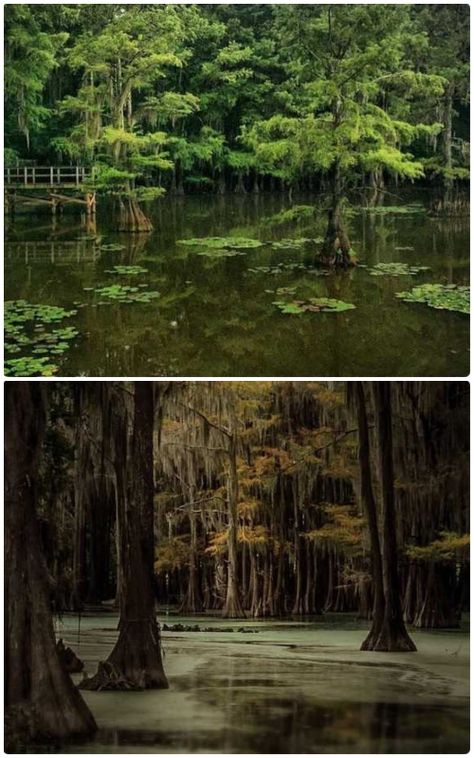 Caddo Lake Texas, Abandoned Places In The Uk, Caddo Lake State Park, Horror Inspiration, Caddo Lake, Cube World, Lakeside Cabin, Country Barns, Spooky Places