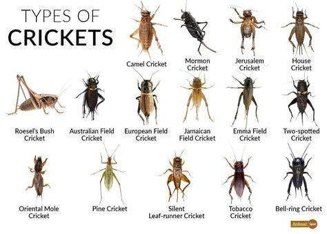 Call Pictures, Cricket Facts, Mole Cricket, What Is The Difference Between, Different Types, Google Images