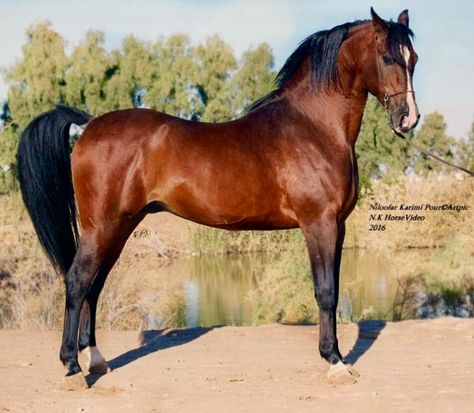 Persian Asil Horse, Blood Bay Horse, Persian Horse, Kathiyawadi Horse, Rare Horse Breeds, Horse Arabian, Horse Coat Colors, Rare Horses, Marwari Horses