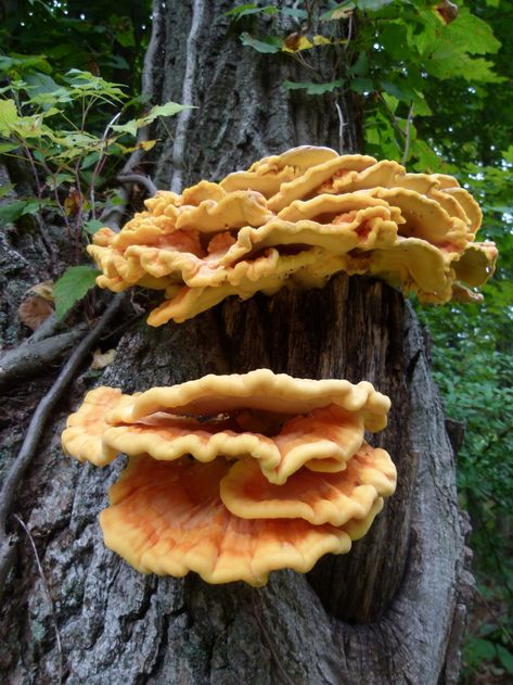 What to do with Chicken of the Woods Mushrooms? - A Magical Life Recipes Using Chicken, Morel Mushroom Hunting, Wild Mushroom Recipes, Edible Wild Mushrooms, Types Of Mushrooms, Edible Fungi, Chicken Of The Woods, Science Images, Garden Mushrooms