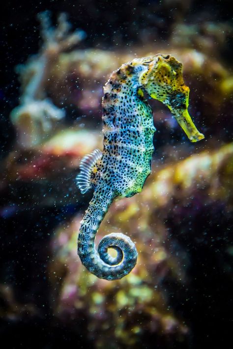 Seahorse Facts, Sea Animal Crafts, Sea Life Painting, Seahorse Tattoo, Aesthetic Sea, Animals Sea, Seahorse Art, Fauna Marina, Sea Aesthetic