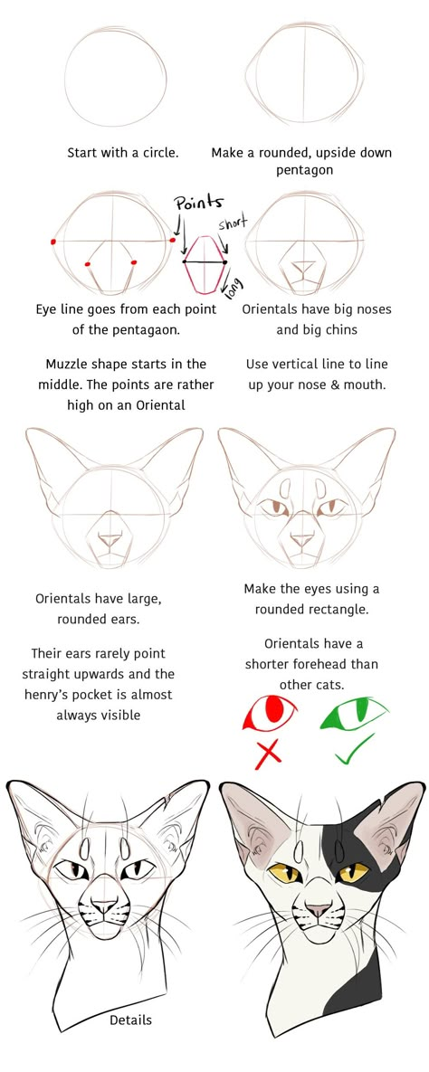 Cat Drawing Tutorial, Cat Anatomy, Warrior Cat Drawings, Cat Sketch, 강아지 그림, Warrior Cats Art, Drawing Faces, Poses References, Cat Eyes