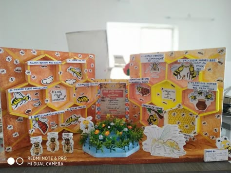 Project on life cycle of honey bee. For science exhibition.. attractive for children Honey Bee Life Cycle Project, Honey Bee Science Fair Project, Bee School Project, Bee Science Fair Projects, Bee Cycle Life, Bee Exhibition, Life Cycle Of Honey Bee, Bee Life Cycle Craft, Honey Bee Craft