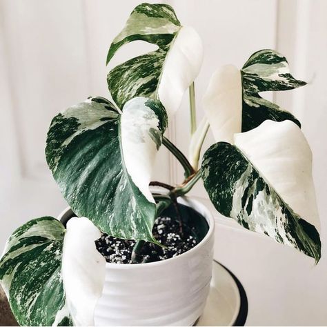 Monstera Albo, Hosting Friends, Household Plants, Cottage Ideas, Guest Cottage, Monstera Plant, House Plants Decor, Mother Plant, Nature Garden