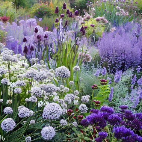 lovely contemporary garden : Verbena bonariensis, Nepeta faassenil "Six Hills Glant", Agastache "Black Adder" Giant Hyssop, Perovskia atriplicifolia "Blue Spire", Lavandula angustifolia "Hidcote" Lavender, Agapanthus Silver Moon Arfican Lily, Agapanthus "Northen Star", Agapanthus orientalis "Albus", Deschampsia cespitosa Tufted Hair Grass, Eryngium bourgatii "Picos Blue" Mediterranean Sea Holly, white Hydrangea arborescens "Annabelle", Thalictrum rochebrunianum, Veronicastrum virginicum "Album" White Hydrangea And Lavender Garden, Giant Allium Landscaping, Purple Flower Landscaping, Alliums And Hydrangeas, Agapanthus Garden Ideas, Rose Hydrangea Garden, Purple And White Planting Scheme, Agapanthus And Hydrangea, Verbena Garden Ideas