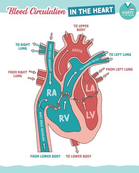 Cardiovascular Technologist, Blood Flow Through The Heart, Superior Vena Cava, Heart Blood Flow, Body Knowledge, Teas 7, Gas Exchange, Nursing Things, Tricuspid Valve