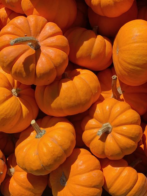 Pumpkin pile at the farm. Download this photo by Lynn Danielson on Unsplash Oktoberfest Party Ideas, Pumpkin Aesthetic, Pumpkin Images, Pumpkin Pictures, Party Ideas For Kids, Homestead Farm, Finished Basement Ideas, Pumpkin Photos, Oktoberfest Party