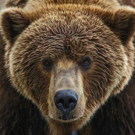 Brown bear close up face animal photography pictures / photos #bears Grizzly Bear Photography, Animal Photography Dogs, National Geographic Animals, Tiger Photography, Animal Photography Wildlife, Wild Animals Photography, Bear Tattoos, Bear Photos, Bear Carving