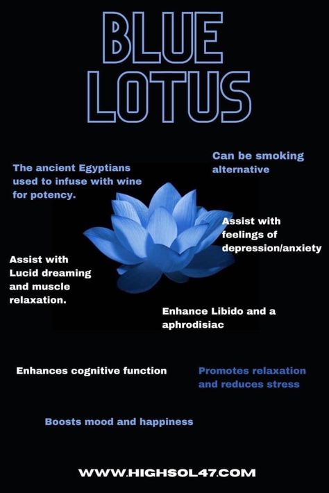 Blue Lotus Flower Magical Properties, Blue Lotus Magical Properties, Blue Lotus Flower Benefits, Egyptian Lotus Tattoo, Lotus Benefits, Egyptian Blue Lotus Flower, Egyptian Water Lily, Blue Lotus Tattoo, Egyptian Blue Lotus