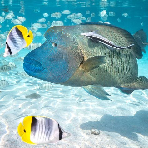 Napoleon Wrasse, Humphead Wrasse, Coral Fish, Deep Sea Creatures, Marine Fish, Fishing Boat, Cook Islands, Big Fish, Ocean Animals