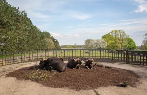 https://www.zoochat.com/community/media/gaur-whipsnade-07-may-2016.327032/full?lightbox=1&update=1465295885 Zoo Boo, Rare Animals, Light Box, Media, Animals