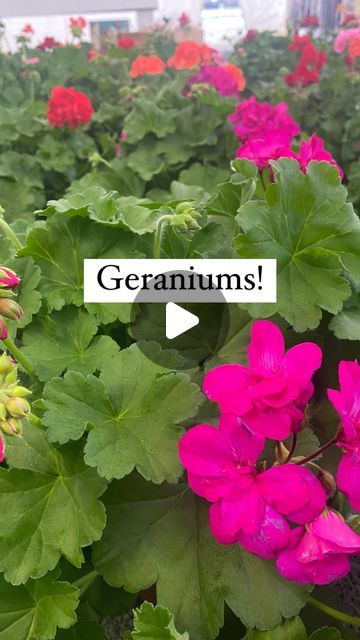 Geraniums In Flower Beds, Pink Geranium Planter Ideas, Red Geraniums In Pots Front Porches, Geranium Planters, Geraniums In Pots, Geranium Care, Geraniums Garden, Geraniums Red, Potted Geraniums