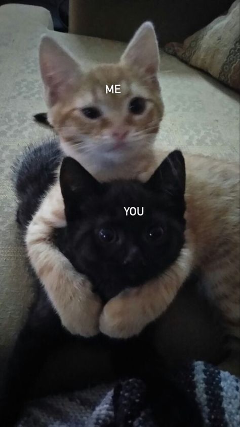 cat meme for bff day for my bestie Bff Day, Grumpy Cats, Me And Her, For My Bestie, Cat Couple, Silly Cats Pictures, Cat Meme, I Love My Girlfriend, Cute Messages