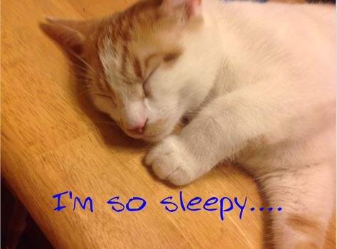 Im Sleepy, I Am Sleepy, So Sleepy, Cat Sleeping, Better Sleep, Funny Cats, Kittens, Sleep, Memes