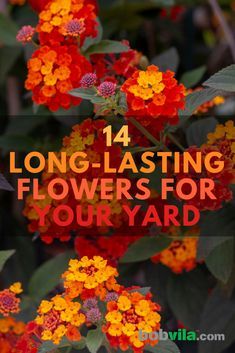 No more flowers that quickly wilt in your yard. Check out these 14 long-lasting flowers that will look good throughout the season. Diy Rose, Backyard Flowers, Container Gardening Flowers, Garden Wallpaper, Summer Plants, Outdoor Flowers, Beautiful Flowers Garden, Garden Yard Ideas, Front Yard Garden