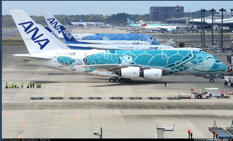 All Nippon Airways, Airbus A380, Narita, Commercial Aircraft, Great Photos, View Photos, Airlines, Flight, Aircraft