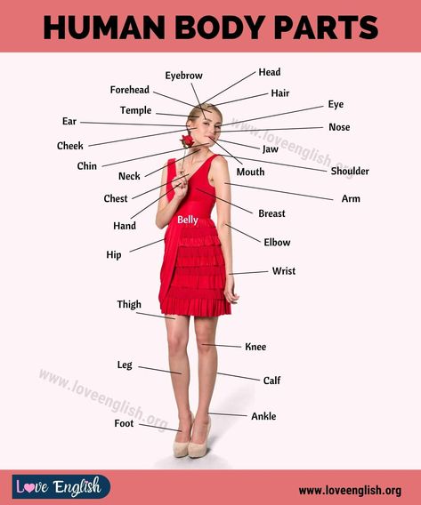 Body Parts Names: 65 Proper Names for Human Body Parts - Love English Human Body Name, Body Parts Name, Human Body Vocabulary, Body Name, Forehead Hair, Beautiful Horses Photography, Whisper In Your Ear, Basic English, Human Body Anatomy