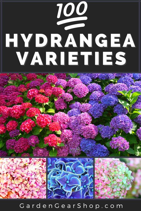 Hydrangea Color Change, Twist And Shout Hydrangea, Hydrangea Types, Grow Hydrangea, Flower Shrubs, How To Grow Hydrangeas, Hydrangea Plant Care, Hydrangea Shade, Flower Vegetable Garden