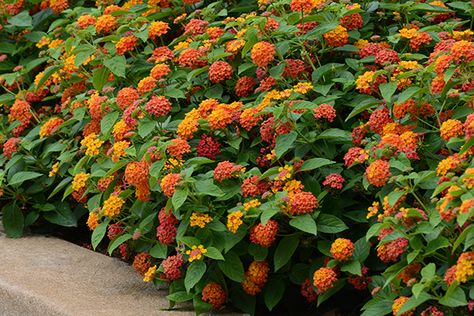 Houston Landscaping, Lantana Flower, Lantana Plant, Lantana Camara, Front Yard Plants, Roof Garden Design, Zone 9, Container Gardening Flowers, Small Shrubs