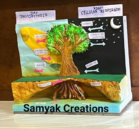 Photosynthesis model.. school project Photosintesis Project, Photosynthesis Model Project, Nebular Hypothesis, Photosynthesis Projects, Nutrition In Plants, Biology Project, Media Pembelajaran, Biology Projects, Cellular Respiration