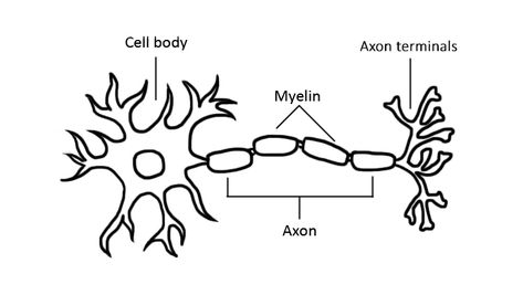 Electrical circuits and neurons have a lot in common. Show your students how neurons send messages in this hands-on activity. Neuron Drawing Notes, Neuron Sketch, Neuron Anatomy, Neuron Drawing, Neuron Structure, Structure Of Neuron, Brown Rice Casserole, Memory Words, Brain Based Learning