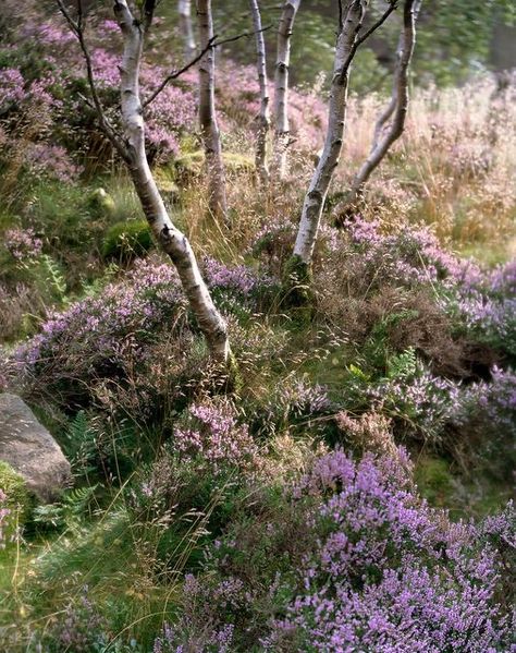 Have Inspiration, Nature Aesthetic, Dream Garden, In The Woods, Landscape Architecture, Garden Inspiration, Beautiful World, Secret Garden, Mother Nature