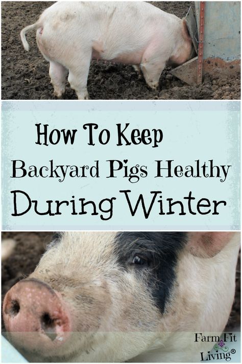 Potbelly Pig Pen Ideas, Pig Shelter Diy, Pig Pen Ideas Diy, Backyard Pigs, Diy Pig Pen, Toys For Pigs, Keeping Pigs, Potbellied Pigs, Pig Enclosure