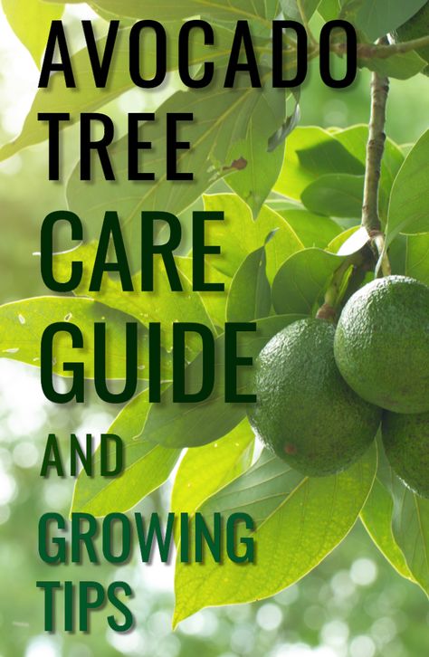 Soil For Avocado Tree, Avacodo Plant Care, How To Plant Avocado Tree, How To Take Care Of Avocado Plant, Avocado Tree Backyard, Planting Avocado Tree, Avocado Plant Care, Avocado Tree Care, Plant Avocado