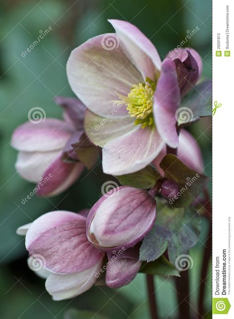 Hellebore close up Hellebore Flower Meaning, Stock Flowers, Lenten Rose, Beautiful Flowers Photography, One Flower, Winter Rose, Nature Garden, Spring Flower, Flower Farm