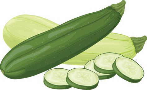 Zucchini. Image of sliced zucchini. Vegetarian vegetable from the garden. Farm vegetables. Vector illustration isolated on a white background Zucchini Illustration, Farm Gardens, Elements Of Art, Zucchini, Vector Art, White Background, Vector Illustration, Anime Art, Clip Art