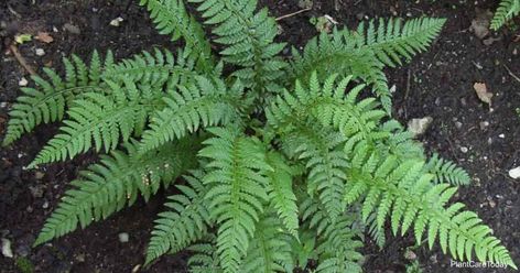 Autumn Fern Care [Dryopteris Erythrosora] - Plant Care Today Autumn Fern Care, Ghost Fern, Dryopteris Erythrosora, Garden Ferns, Fern Care, Evergreen Ferns, Fern Plants, Fern Garden, Ferns Care