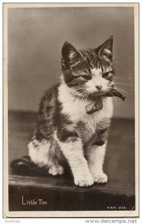 Vintage Cat Photos, Vintage Foto's, Vintage Cats, Cat Vintage, Cat Photos, Antique Images, Old Cats, Retro Cats, Cat Photography