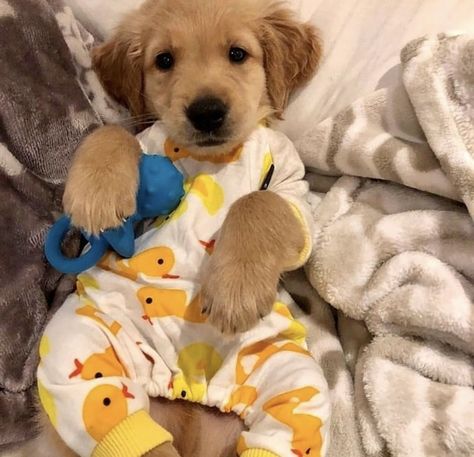 Puppies In Pajamas, Super Cute Puppies, Baby Animals Pictures, Cute Dog Pictures, Cute Little Puppies, Dog Pajamas, Cute Dogs And Puppies, Little Puppies