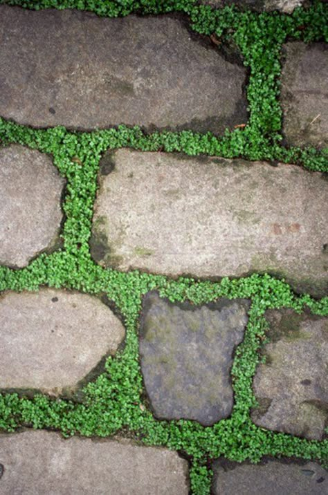 Flagstone Pathway Pea Gravel, Flagstone Pathway, Lake Landscaping, Stone Walkways, Pathway Ideas, Flagstone Walkway, Flagstone Path, Flagstone Patio, Ground Covers