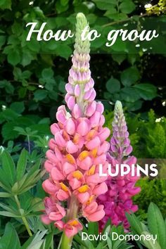 Easy Garden Flowers, Lupines Garden, Garden Flowers Ideas, Front Yard Flower Bed, Curb Appeal Garden, Cottage Garden Borders, Long Blooming Perennials, Lupine Flowers, Outside Plants