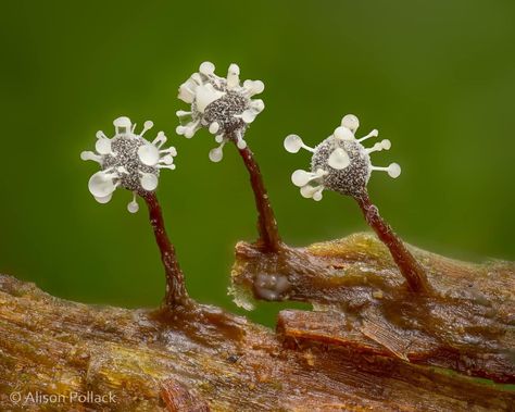 Slime Mold Identification & Appreciation | Facebook Eldritch Creature, Slime Mold, Mold Spores, Slime Mould, Plant Fungus, Petri Dish, Oc Inspo, Design Board, Fairy Houses