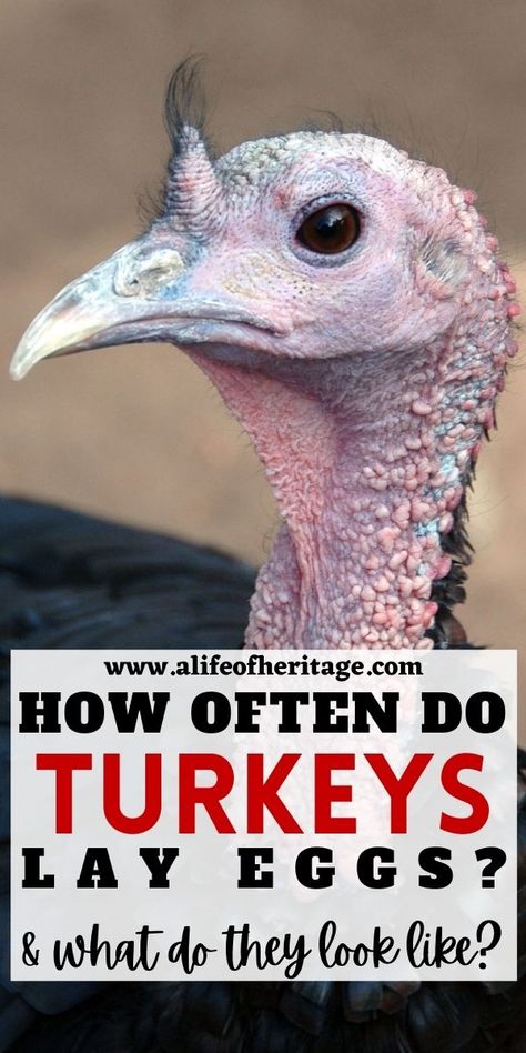 Turkey Egg, Turkey Feeder, Turkey Nesting Box Ideas, Turkey Eggs, Caring For Turkeys, Turkey Coop Ideas, Meat Turkeys Raising, Raising Turkeys As Pets, Raising Heritage Turkeys