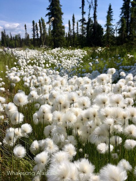 Found in wet bogs, roadsides, and tundra. Blooms June to August. #alaskacottongrass #wildflowers #alaska Alaskan Garden, Alaskan Wildflowers, Tundra Plants, Homestead Vibes, Alaska Flowers, Alaska Wildflowers, Fire Illustration, Flower Garden Plans, Flower Plants