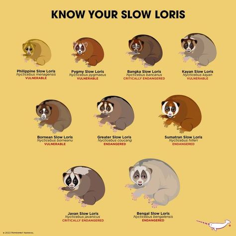 Peppermint Narwhal Creative on Instagram: "Happy Slow Loris Outreach Week! To celebrate, we thought it was time for you to Know Your SLow Loris! There are nine slow loris species and all are native to South and Southeast Asia. Slow lorises are strepsirrhine or prosimian primates. They are related to lemurs of Madagascar and the galagos of Africa. These nocturnal animals have become quite popular in recent years, but there can be a tragic cost to popularity. Because they resemble miniature teddy Peppermint Narwhal, Slow Loris, Travel Journal Pages, Warcraft Art, Nocturnal Animals, Book Illustration Art, Printable Activities For Kids, Animal Painting, Fluffy Animals